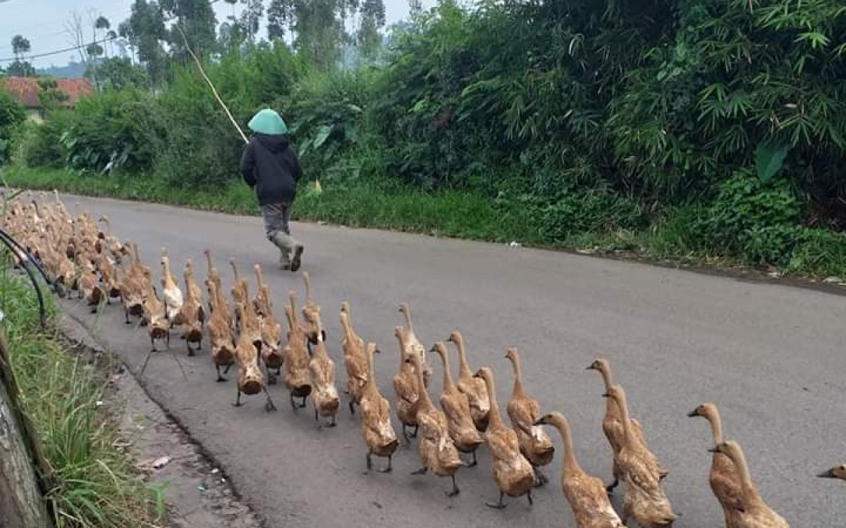 Lebih Terhormat Tukang Angon Bebek daripada Pengidap Psikopat